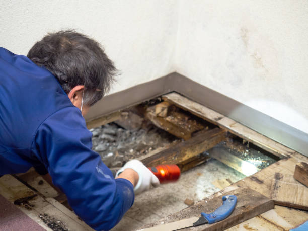 Best Toxic Mold Removal  in Port Reading, NJ