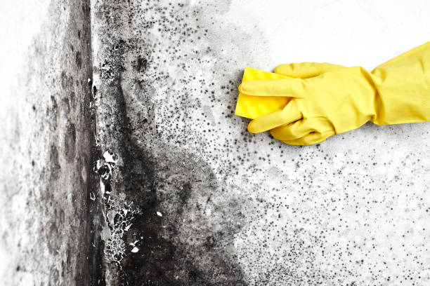 Best Local Mold Removal Service  in Port Reading, NJ