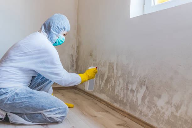 Best Toxic Mold Removal  in Port Reading, NJ