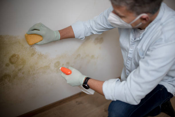 Best Attic Mold Removal  in Port Reading, NJ