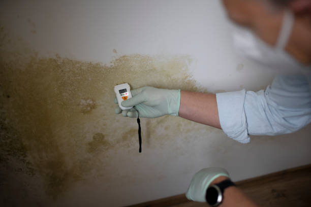 Best Professional Mold Removal  in Port Reading, NJ