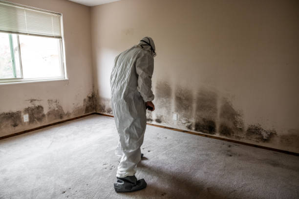 Best Fast Mold Removal  in Port Reading, NJ