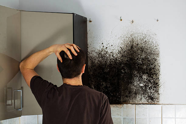 Best Mold Testing  in Port Reading, NJ