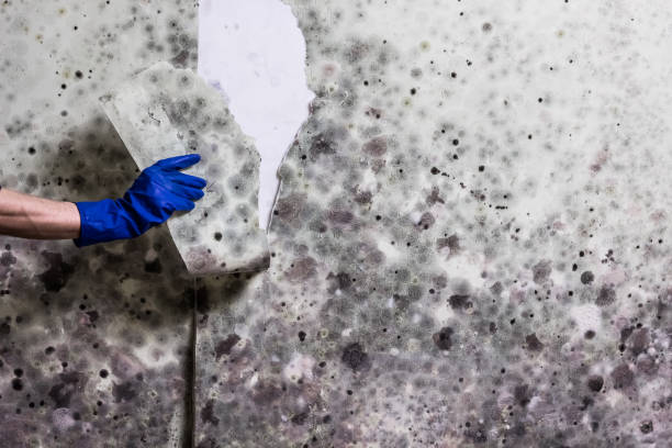 Best Mold Testing and Removal  in Port Reading, NJ