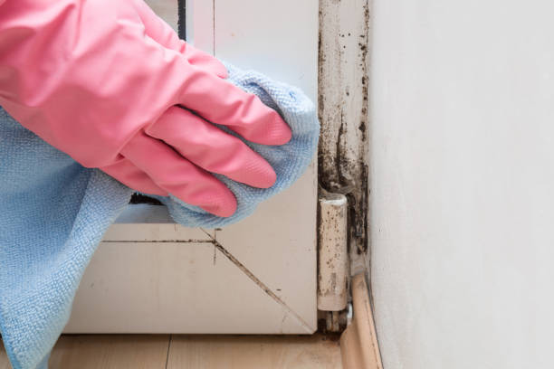 Best Affordable Mold Removal  in Port Reading, NJ